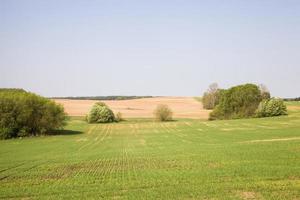 landscape of agricultural wheat crops photo