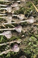 garlic agricultural field photo