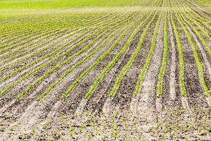 campo agrícola sembrado con remolacha a foto