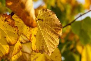 maple foliage in the autumn season photo