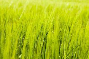 agricultural field where green barley grows photo