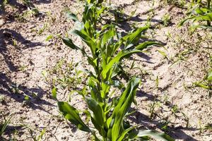 young corn sprouts in the spring season photo