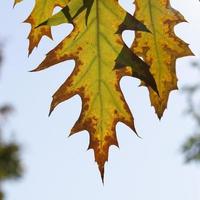 deciduous trees oak in the forest or in the Park photo