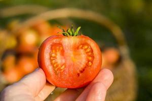 new crop of red tomatoes photo