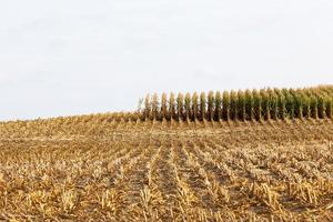 long rows of green corn sprouts in spring or summer photo