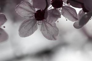 beautiful illuminated by sunlight fresh cherry blossoms photo