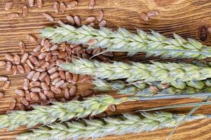 wheat or rye grain from which bread photo