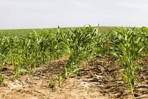 corn on an agricultural field photo