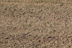 wheat, rye,barley and oats photo