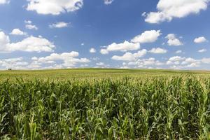 largas hileras de brotes de maíz verde en primavera o verano foto