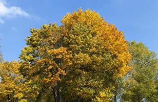 leaf fall in autumn and on maple trees photo