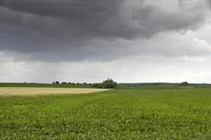 landscape of agricultural wheat crops photo