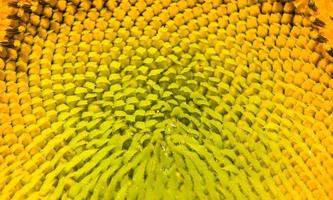 bright details of sunflower photo