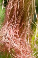 green corn sprouts in the spring or summer photo