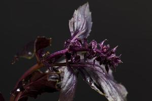 natural food grown on an organic farm, vegetables photo