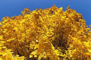 deciduous oak trees in the forest or in the Park photo