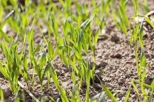 Green grass close up photo