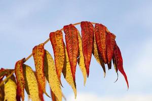 autumn tree with foliage changed color in the autumn season photo