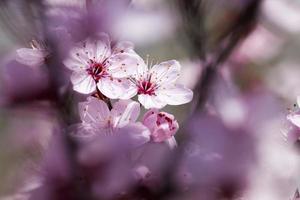 beautiful illuminated by sunlight fresh cherry blossoms photo