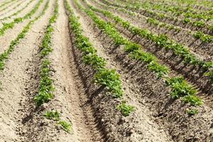 potatoes are grown on an agricultural field photo