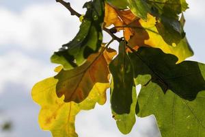 changing color oak in the autumn season photo