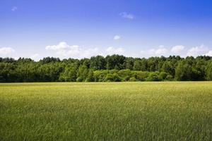 large grain yield of unripe wheat photo