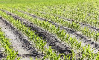 Field of green corn photo