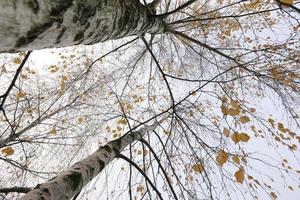 Park in the fall photo
