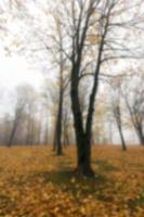 Autumn Park, overcast photo