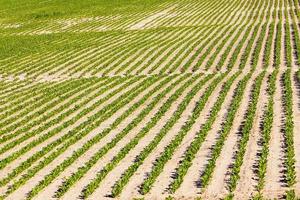 remolachas en el campo agrícola foto