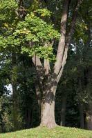 changing the color of maple in the autumn season photo