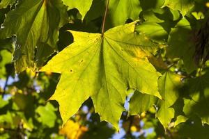 autumn tree with foliage changed color in the autumn season photo