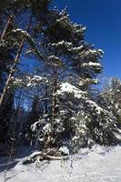 trees in winter photo