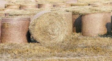 haystacks in a field of straw photo