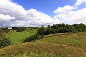 green vegetation, plants photo