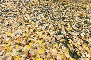 Autumn Park, overcast photo