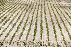 campo agrícola con remolacha foto