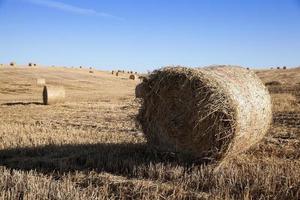 haystacks in a field of straw photo