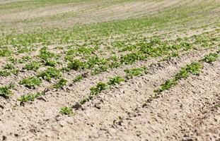 potato field. close-up photo