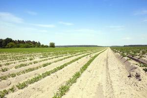 Field with carrot photo