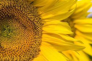 pétalos amarillos brillantes en girasoles amarillos foto