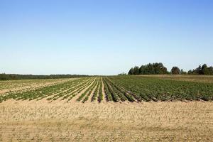 potato field, spring photo