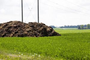 manure for fertilizer photo