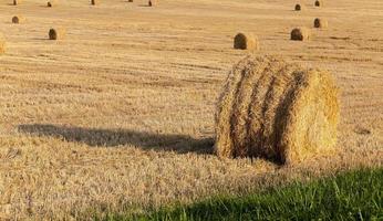 stack of straw in the field photo