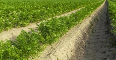 sin transgénicos, alimento útil y seguro foto