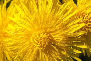 fresh yellow dandelions photo