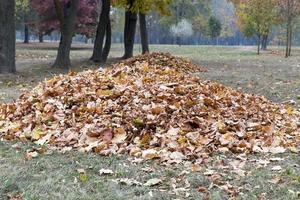 recogiendo hojas caídas en montones foto