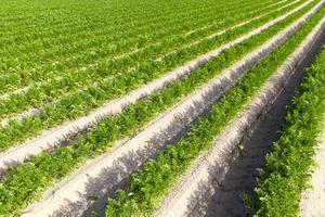 agricultural field with furrows photo