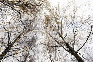 parque de otoño, nublado foto