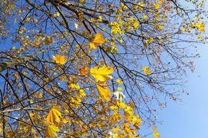 yellowed maple trees in autumn photo